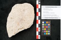 Foto (Objekt + Etikett) von Andromeda protogaea Unger (NHMW-GEO-2024-0188-8158)
